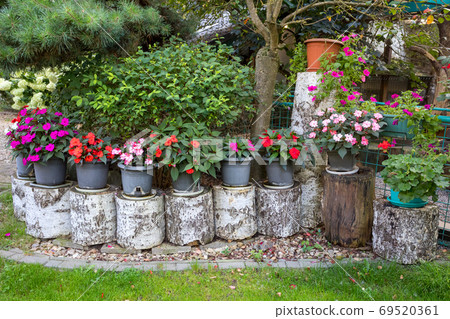Red New Guinea impatiens flowers in pots 69520361