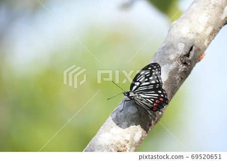 Akahoshigomadara棲息在無花果樹上 69520651