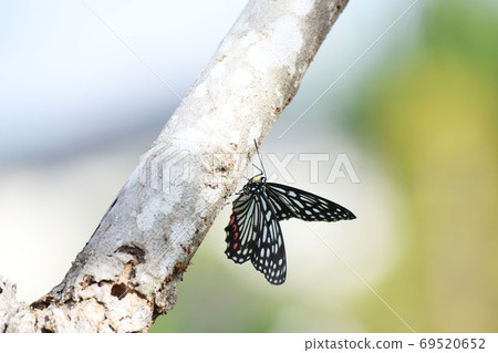 Akahoshigomadara棲息在無花果樹上 69520652