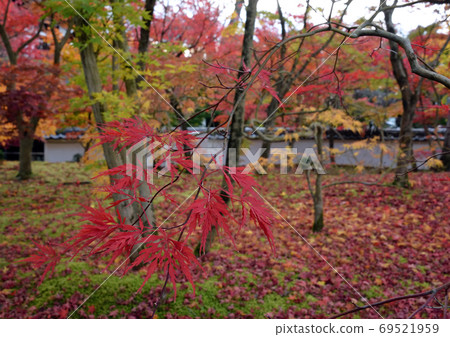 秋葉京都永觀堂7 69521959