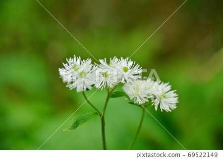 White flowers of Thalictrum aquilinum White flowers of Thalictrum aquilinum 69522149