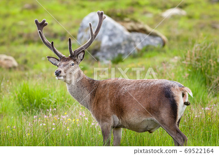 Red Deer Stag. A red deer stag goes to the toilet in the Scottish highlands. Red Deer Stag. A red deer stag goes to the toilet in the Scottish highlands. 69522164