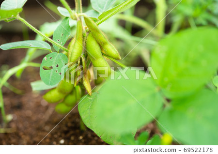 Green soybeans grown in the vegetable garden, greening, pinching, root cutting farming 69522178