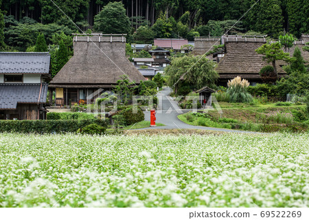 京都府宮山K之裡,蕎麥麵花 京都府宮山K之裡,蕎麥麵花 69522269