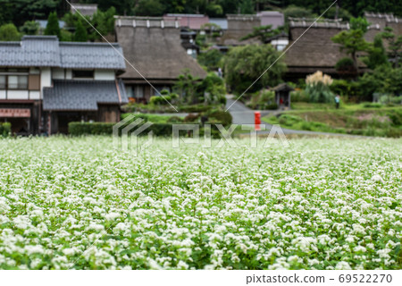 京都府宮山K之裡，蕎麥麵花 69522270