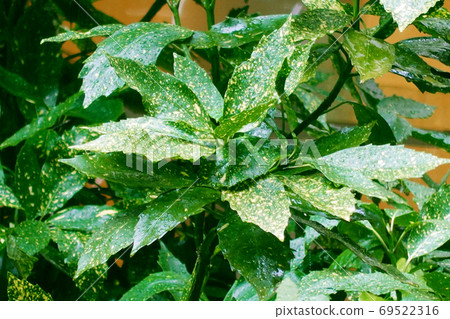 Filia Oki (with water drops after rain) Filia Oki (with water drops after rain) 69522316