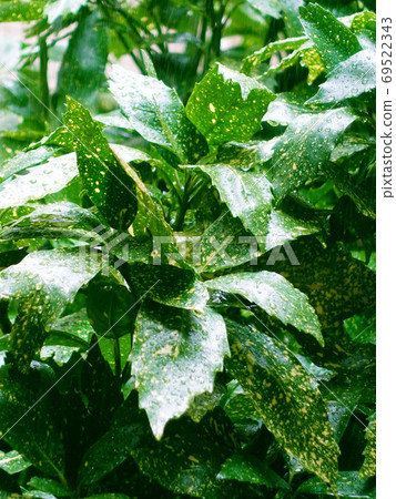 Filia Oki (with water drops after rain) Filia Oki (with water drops after rain) 69522343