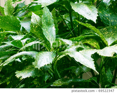 Filia Oki (with water drops after rain) Filia Oki (with water drops after rain) 69522347
