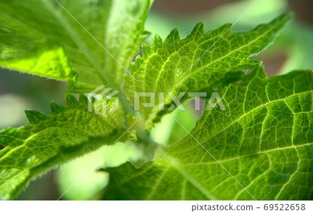 Leaves that have forgotten their names 69522658