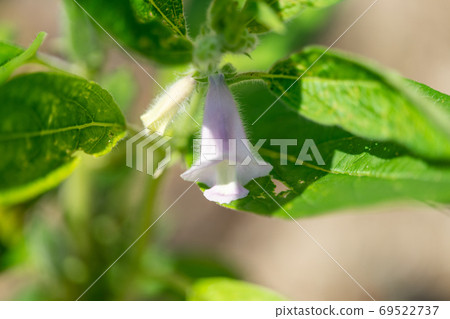 芝麻芝麻 芝麻芝麻 69522737
