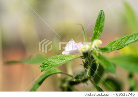 芝麻芝麻 芝麻芝麻 69522740