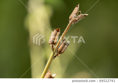 芝麻芝麻 芝麻芝麻 69522741