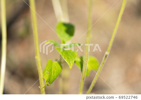 芝麻芝麻 69522746