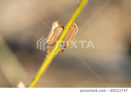 芝麻芝麻 69522747