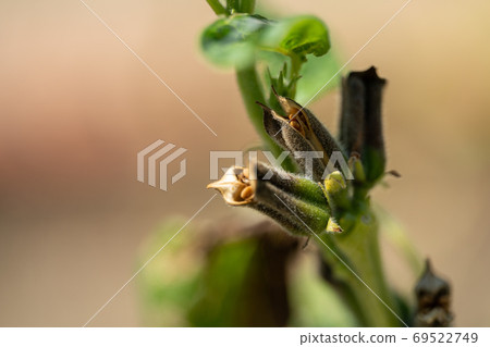 芝麻芝麻 69522749