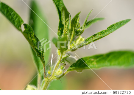 芝麻芝麻 69522750