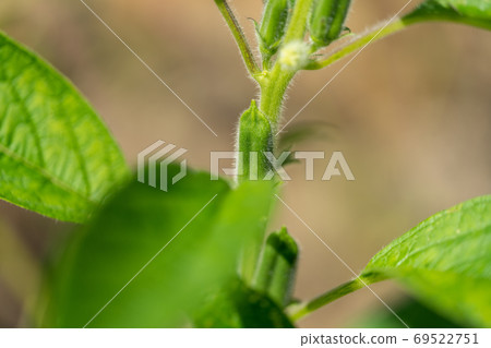 芝麻芝麻 69522751