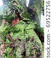 Moss growing in trees 69522756