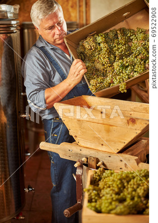 Focused winemaker putting a load of grapes into a crusher 69522908