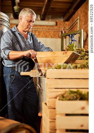 Aged winemaker crushing ripe grapes for making wine 69522926