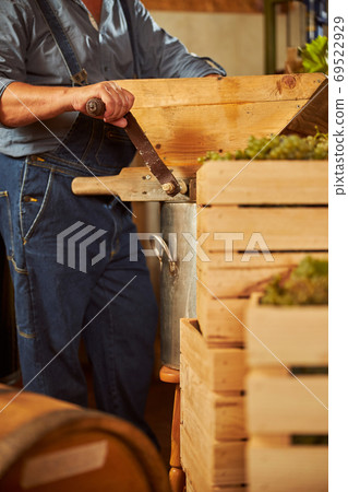 Skillful winemaker crushing grapes in a wooden machine 69522929