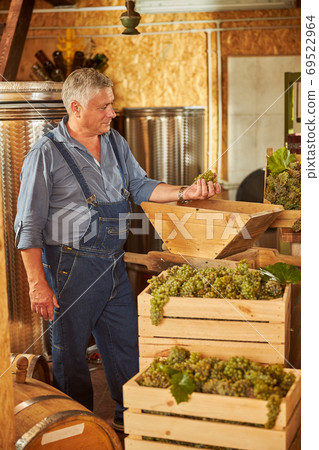 Happy winery owner holding grapes before crushing them 69522964