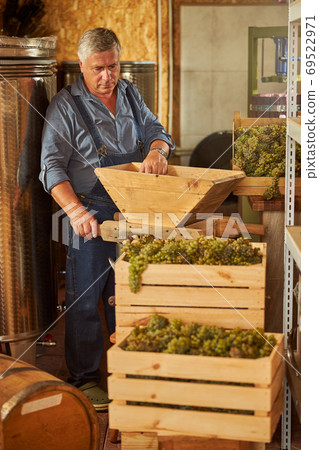 Winery worker preparing a press for crushing grapes Winery worker preparing a press for crushing grapes 69522971