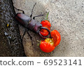 Stag beetle eating tomatoes 69523141