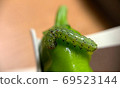 Green larva, caterpillar 69523144