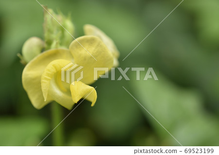 Yabutsuruazuki 69523199