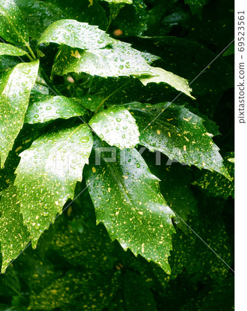 Filia Oki (with water drops after rain) 69523561