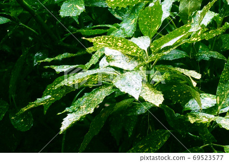 Filia Oki (with water drops after rain) Filia Oki (with water drops after rain) 69523577