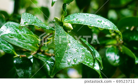 Leaf after rain (camellia leaf) 69523711