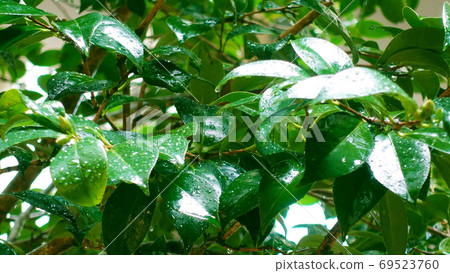 Leaf after rain (camellia leaf) 69523760