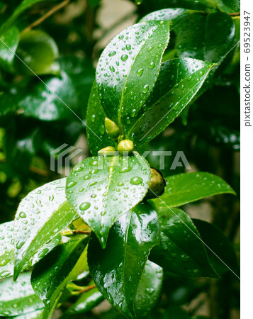 雨後的葉子(山茶花葉) 雨後的葉子(山茶花葉) 69523947