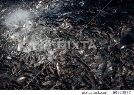 Pangasius and freshwater species in Asia are popular for food exports. Fish raised in a closed system Pangasius and freshwater species in Asia are popular for food exports. Fish raised in a closed system 69523977