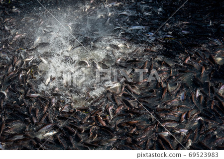 Pangasius and freshwater species in Asia are popular for food exports. Fish raised in a closed system Pangasius and freshwater species in Asia are popular for food exports. Fish raised in a closed system 69523983