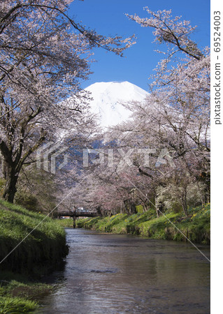 Sakura and Mt. Fuji on the Shinnasho River 69524003