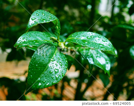 Leaf after rain (camellia leaf) 69524005