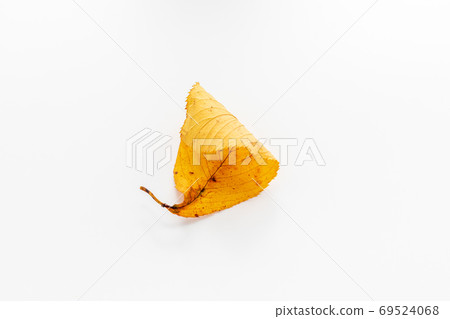 Fallen leaves of cherry blossoms colored yellow 69524068