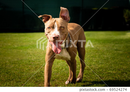 Dog running in backyard American staffordshire terrier, amstaff. Dog running in backyard American staffordshire terrier, amstaff. 69524274