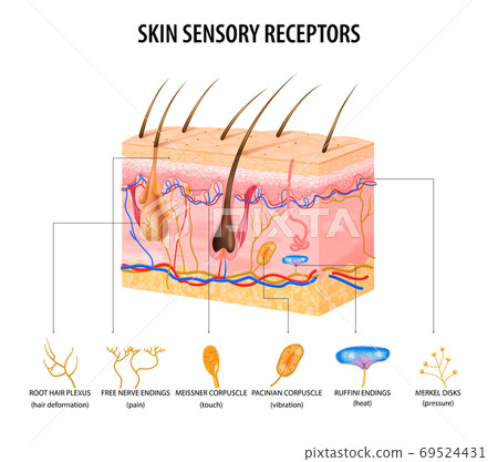 Sensory Receptors Concept - Stock Illustration [69524431] - PIXTA