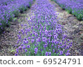 Lavender field 69524791