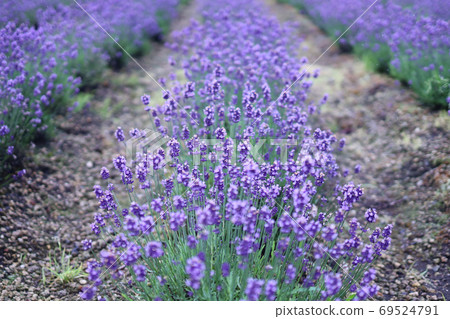 Lavender field 69524791