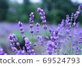lavender 69524793