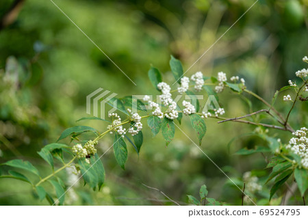 Verbenaceae Verbenaceae, genus Beautyberry 69524795