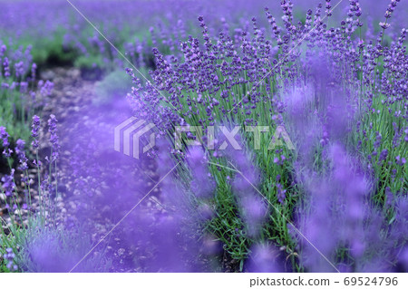 Lavender field 69524796