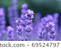 lavender 69524797