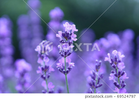 lavender lavender 69524797