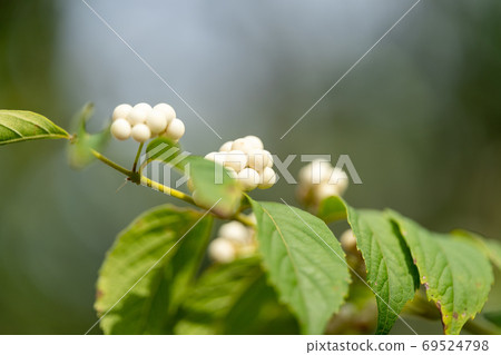 Verbenaceae Verbenaceae, genus Beautyberry 69524798